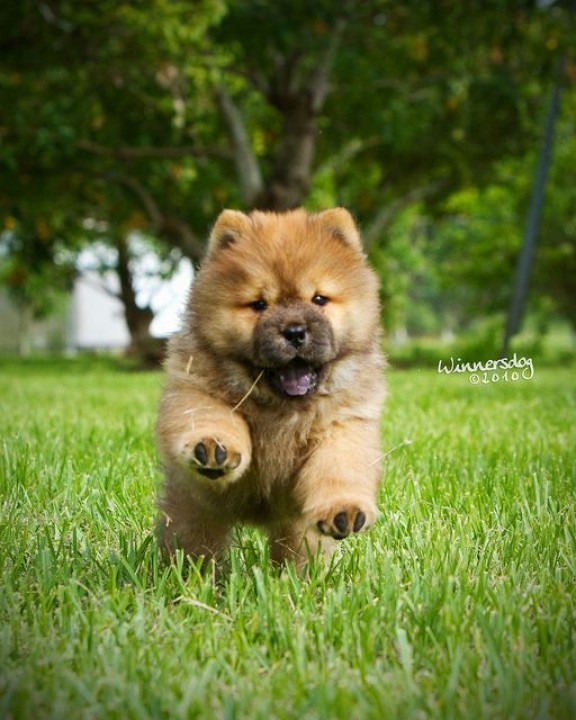 IPhone_Android
