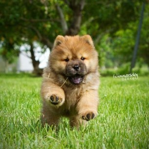 IPhone_Android