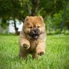 IPhone_Android