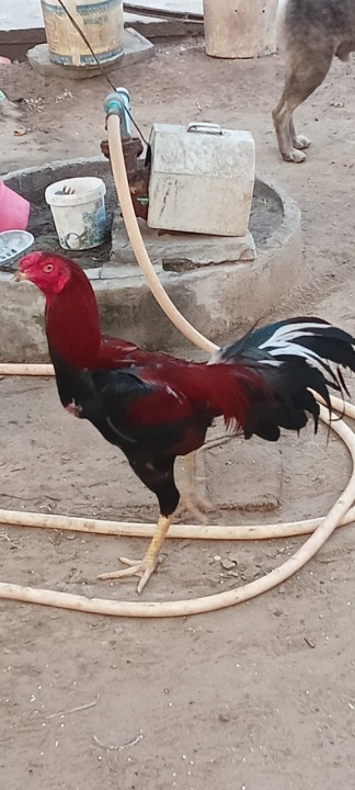 9948633674