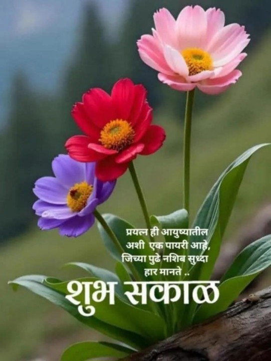 Jayshree7825